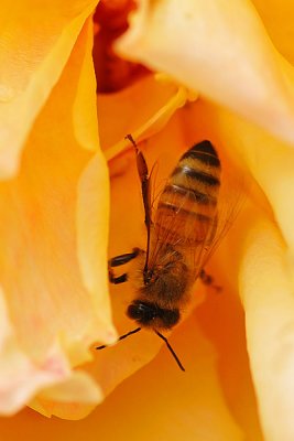 Close Up of Bee