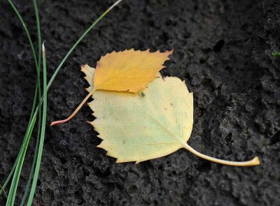 Yellow Leaves