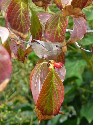 Bushtit