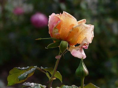 Peach Rose