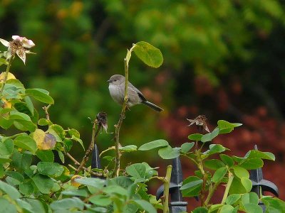 Bushtit by Fence