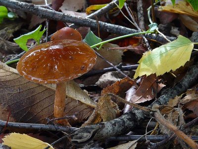 Shiny Mushroom