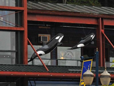 1st Orca Sighting