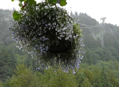 Flower Basket and Tram