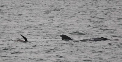 Seal Harassing Young Whale