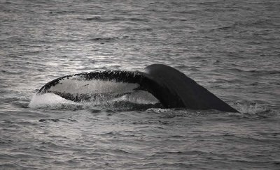 Wild Whales and Orcas