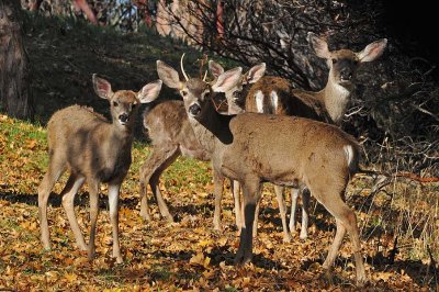 The Group at Attention