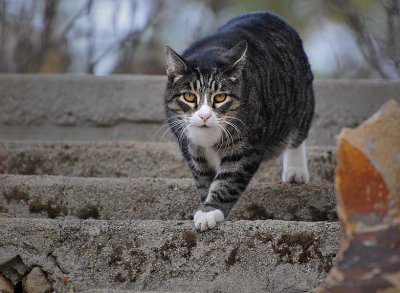 Down the Steps