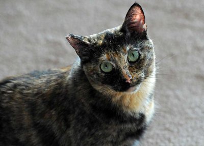 Sweet Alley Cat