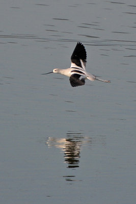 American Avocet Flying