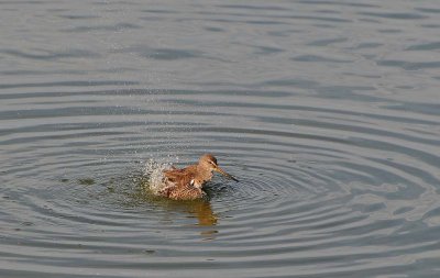 Dowitcher Bath