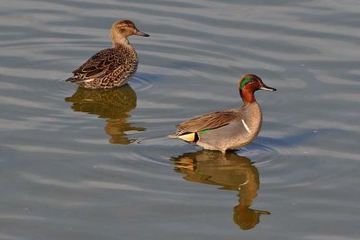 Green Winged Teal Couple