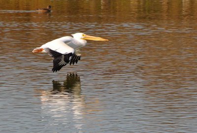 American White Pelican