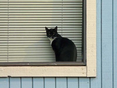 Black Kitty In Window