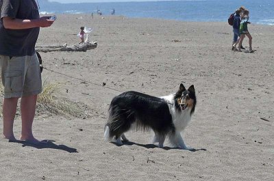 Sheltie at the Beach