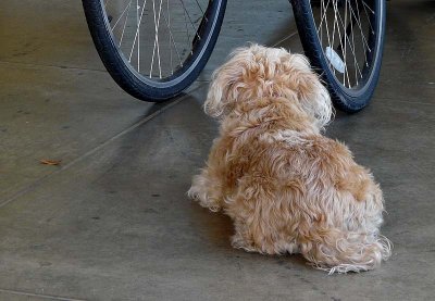 Bike Shop Dog