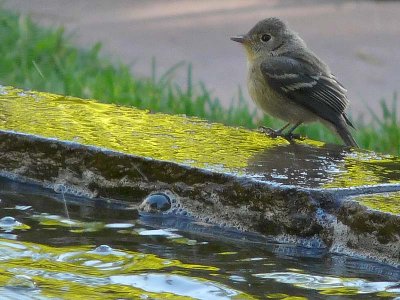 Kinglet at Fountain