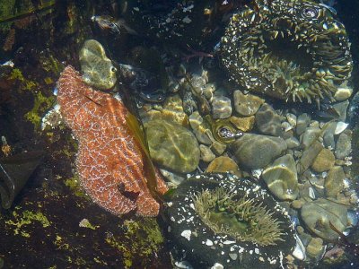 Tidepool Home