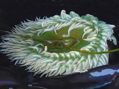 Green and White Anemone