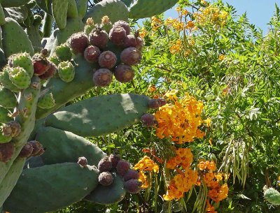 Cactus and Orange Flowers