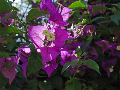 Purple Tri Flower