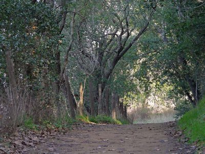 Downward Path