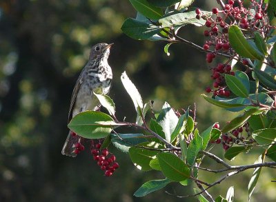 Hermit Thrush with Berries