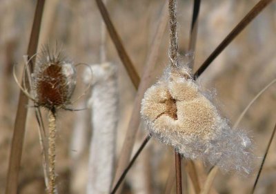 Interesting Cattail Clump