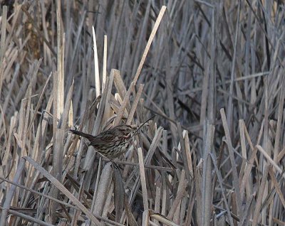 Song Sparrow Perched in Reeds