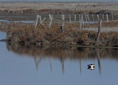 Shovelers and Fence