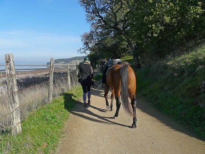 Horse and Walking Rider