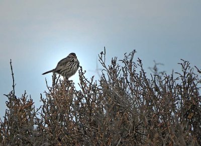 Another Song Sparrow