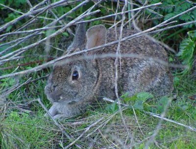Bunny In Hedge