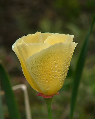 Yellow Poppy with Dew Drops