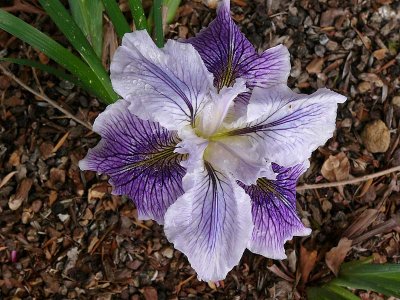 Purple & White Iris