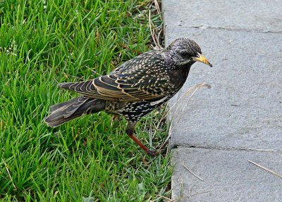Starling in the Grass
