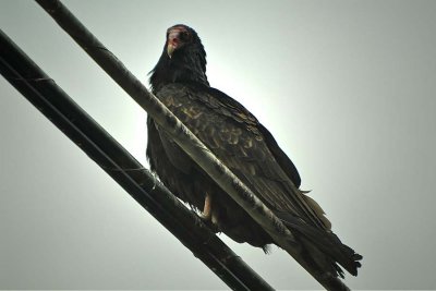 Turkey Vulture on a Wire
