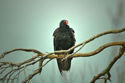 Turkey Vultures