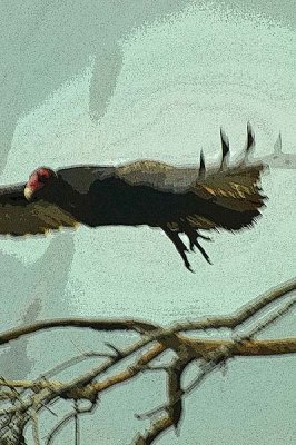Turkey Vulture Flight