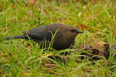 Brown-headed Cowbird