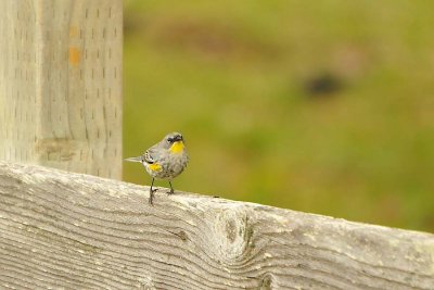 Audubon's Warbler