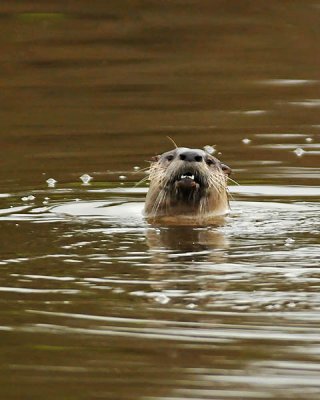 Heads Up - River Otter