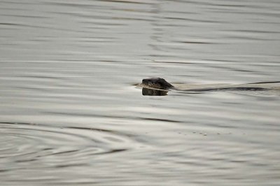 Otter Glide