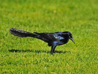 Grackle In the Grass