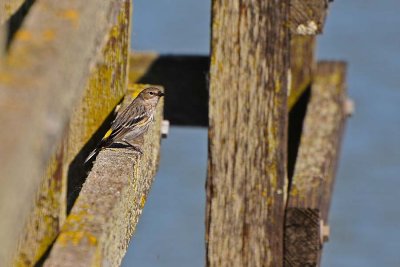 Yellow-rumped Warbler on the Dock