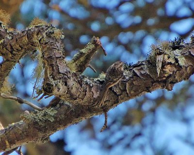 Brown Creeper on Branch
