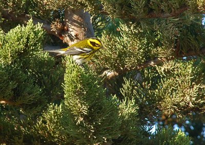 Townsend's Warbler