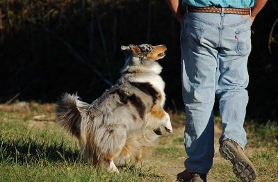 Excited Australian Shepherd