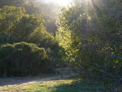 Sun Ray in the Trees