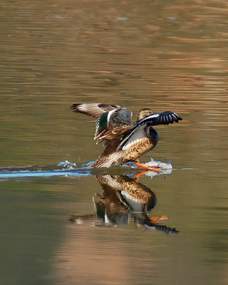 Northern Shoveler